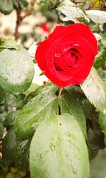 Close-up of red rose