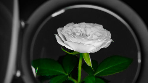 Close-up of flower in water