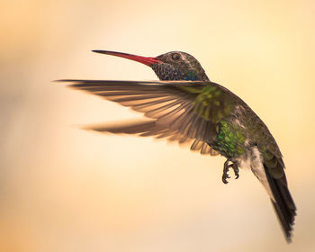 Close-up of bird flying