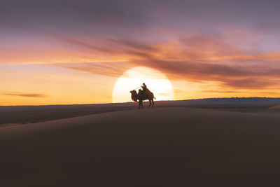 Man riding camel against sky during sunset