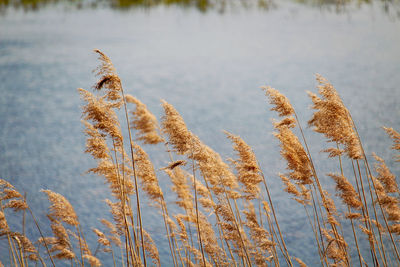 Close-up of reed grass on snow covered field