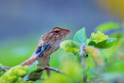 Close-up of a lizard on plant