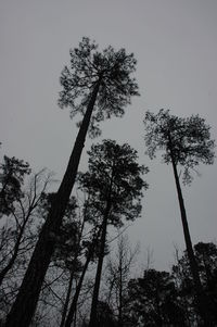 Low angle view of silhouette tree against clear sky