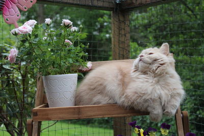 Cat in backyard