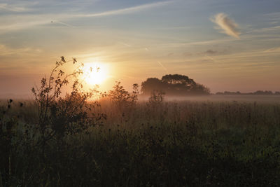 Plants on field against sky during sunset