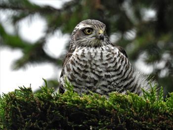 Close-up portrait of owl