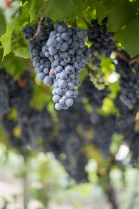 Close-up of berries growing in vineyard