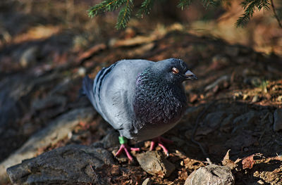 Close-up of a bird perching on rock