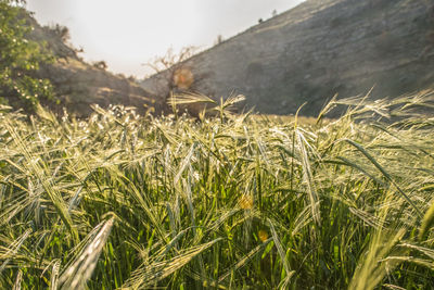 Close-up of stalks in field against sky