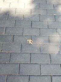 High angle view of dry leaves on footpath