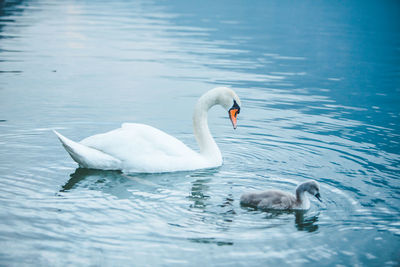 Swans swimming in lake