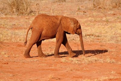 Side view of elephant on zebra