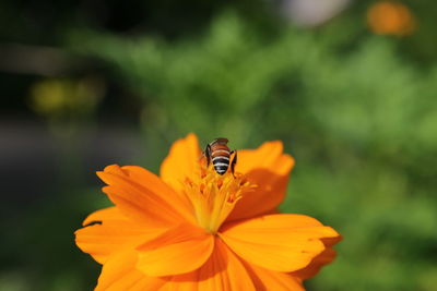 flowering plant