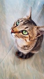 Close-up of a cat looking away