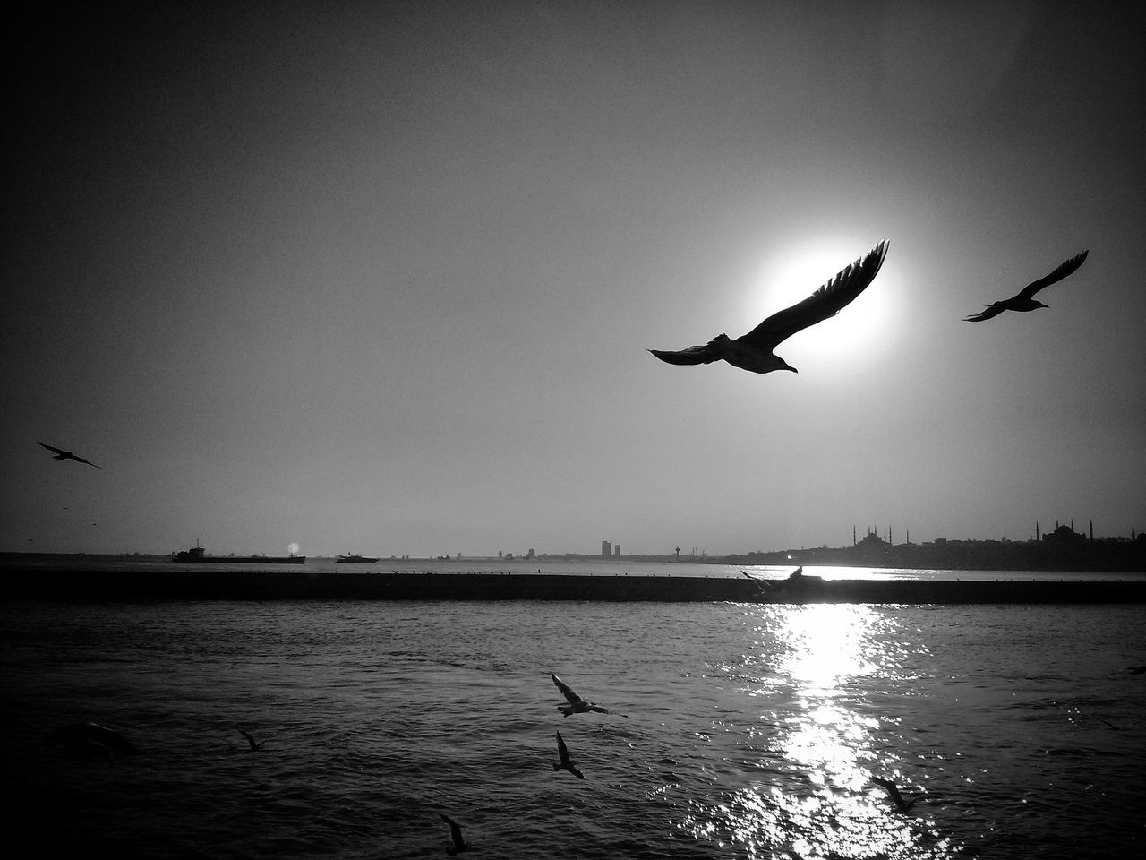 bird, flying, animal themes, animals in the wild, wildlife, spread wings, water, mid-air, waterfront, seagull, sea, one animal, nature, clear sky, silhouette, sky, outdoors, beauty in nature, tranquil scene, two animals