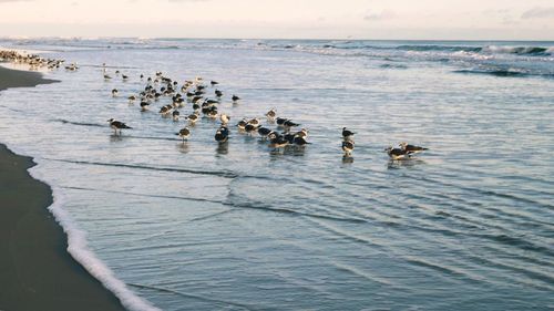 Birds swimming in sea against sky