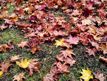 Full frame shot of autumn leaves fallen on field