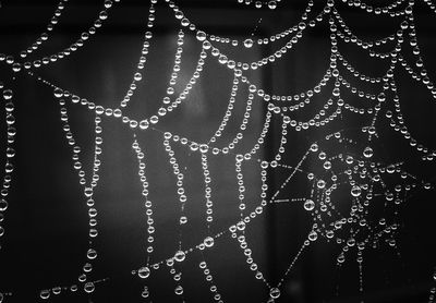 Close-up of spider web