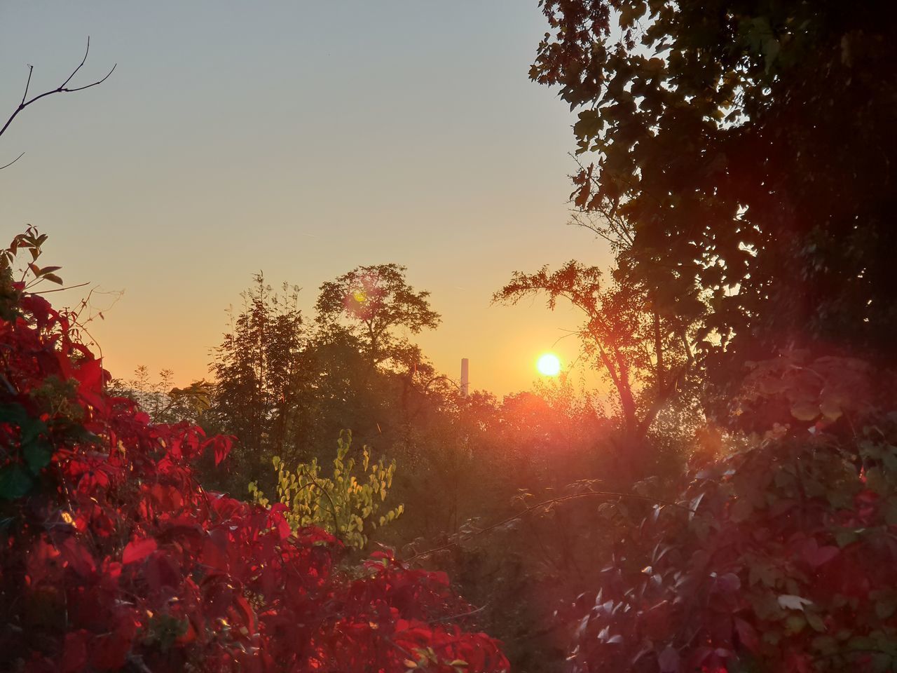 SCENIC VIEW OF FLOWERING PLANTS DURING SUNSET