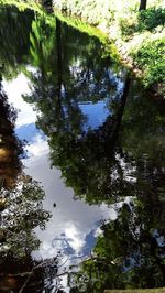 Reflection of trees in water