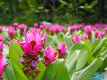 Close-up of pink flowers blooming outdoors