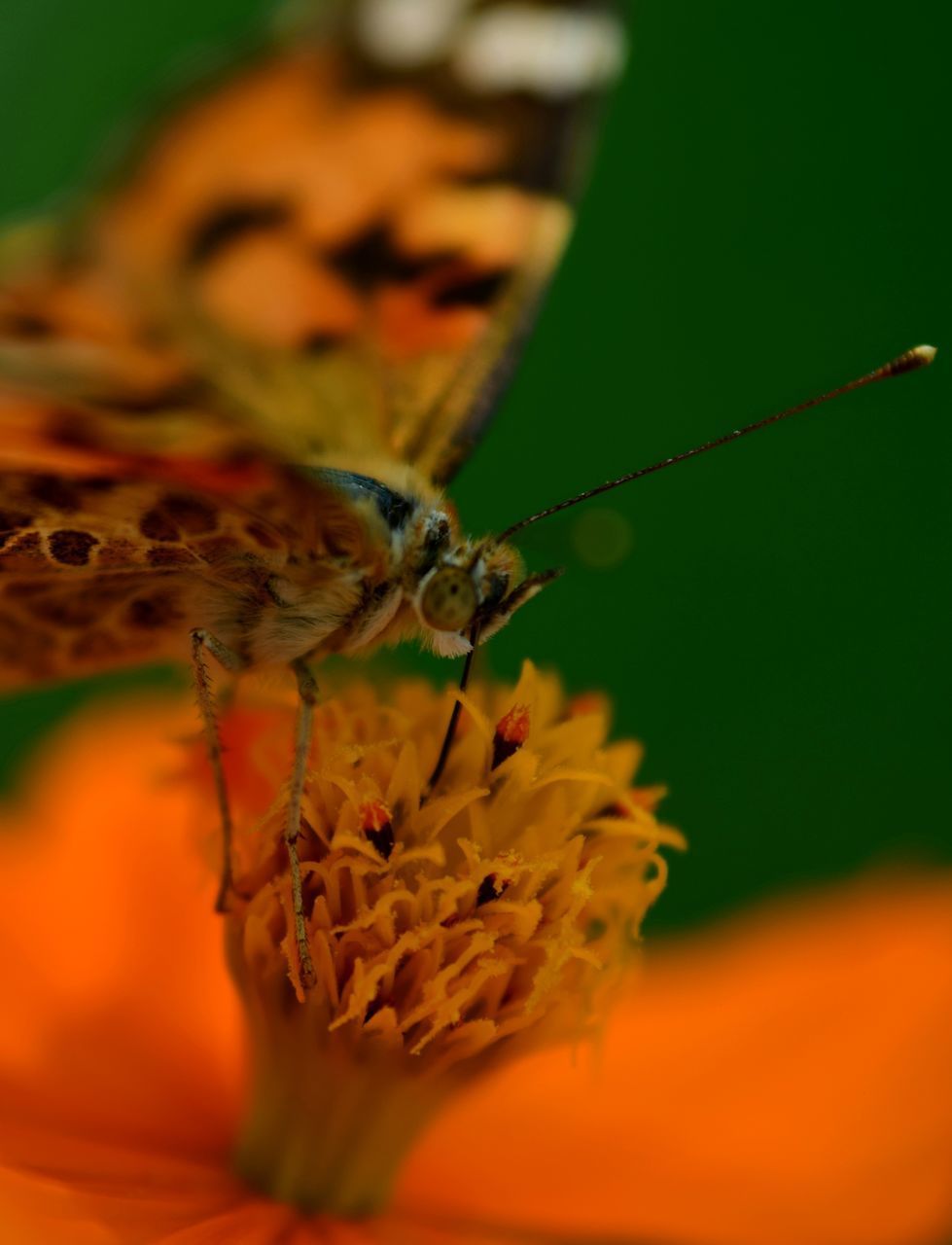 CLOSE-UP OF BUTTERFLY ON ORANGE FLOWER