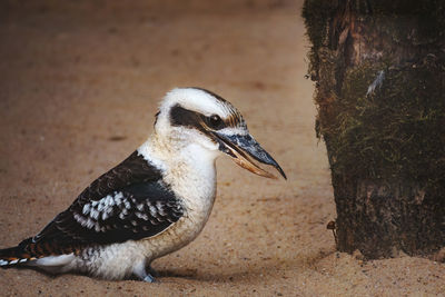 Close-up of bird