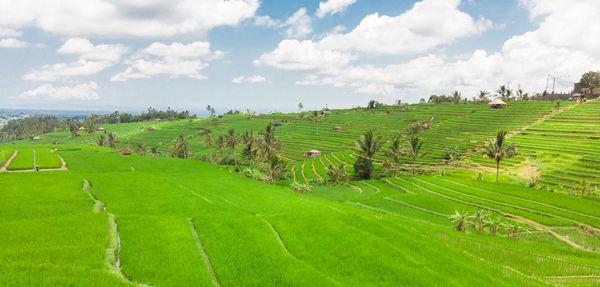 Scenic view of agricultural field against sky