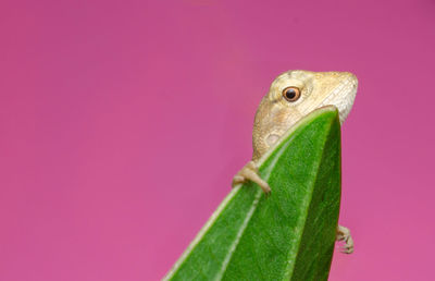 Close-up of lizard