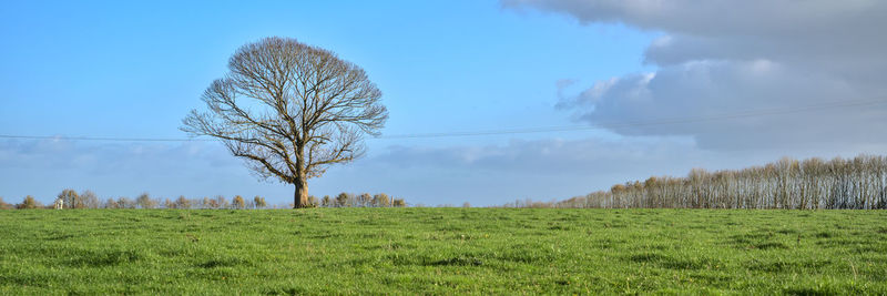 Bare trees on field against sky