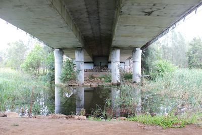 Arch bridge with trees in background