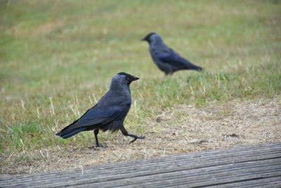 Bird perching on a field