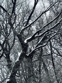 Low angle view of bare tree against sky