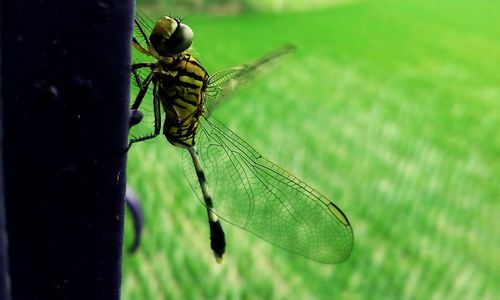 Close-up of insect on leaf