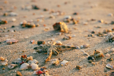 Close-up of dry leaves on sand