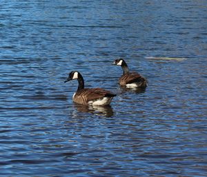 Bird in water