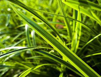 Close-up of grass growing in field