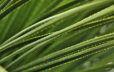 Close-up of cactus