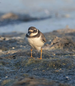 Close-up of bird perching on beach