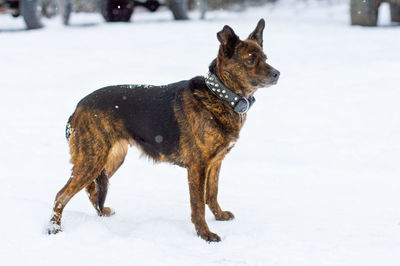 Dog standing on snow covered land