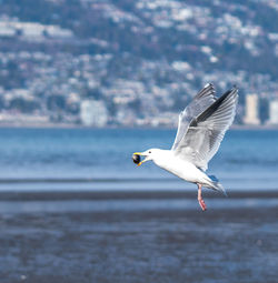 Side view of seagull carrying food in beak while flying over sea