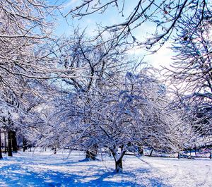 Bare trees on snow covered landscape