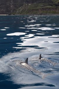 View of fish swimming in sea