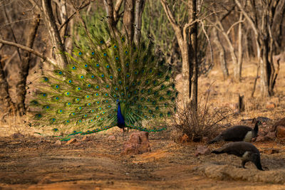 View of birds in the forest