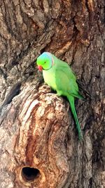 Close-up of parrot perching on tree trunk