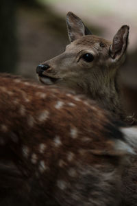 Close-up of deer