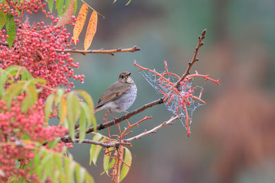 Low angle view of bird perching on tree