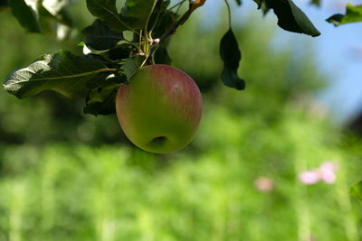 Close-up of apple growing on tree