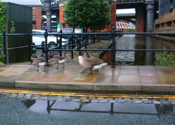 View of birds on railing