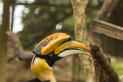 Close-up of a bird